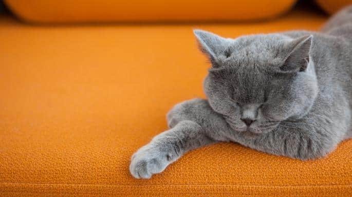 dieren slapen slimmer slapende kat