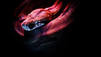 dromen-over-slangen