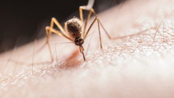 hoe-lang-muggen-leven