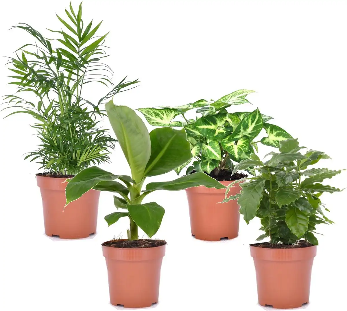 Plant in a box: 4 Luchtzuiverende Slaapkamer Planten